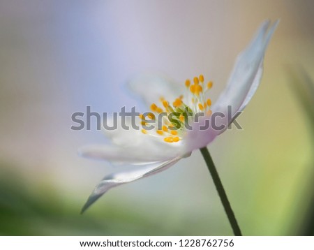 Similar – Image, Stock Photo for all girls Garden