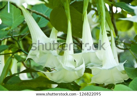 White Angel's Trumpet flower.