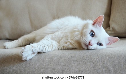 Cat albino The Difference