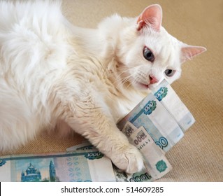 White Angora Cat Keeps Paws Money Dlinnoshestny Cat, Russian Ruble