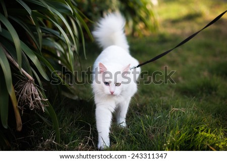White angora cat with mixed-coloured eyes walking with a leash