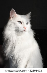 White Angora Cat On A Black Background