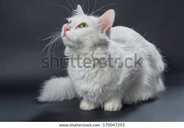 White Angora Cat On Grey Background Stock Photo Edit Now 170047292