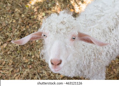 White Angora Goat