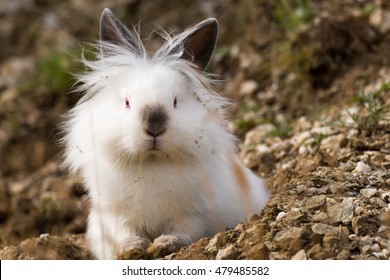 english angora rabbit colors