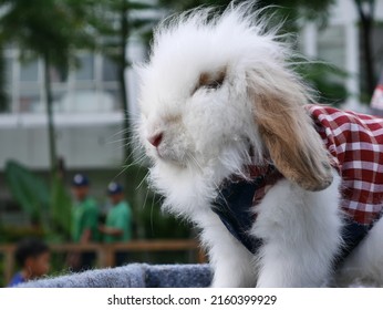 White Angora Rabbit Wearing Clothes