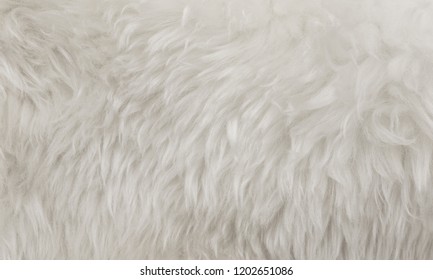 White animal wool texture background, beige natural sheep wool, close-up texture of  plush fluffy fur