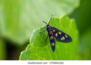 White Antenna Wasp Moth Resting On A Leaf Near Newcastle Airport, NSW, Australia On An Spring Afternoon In November 2019