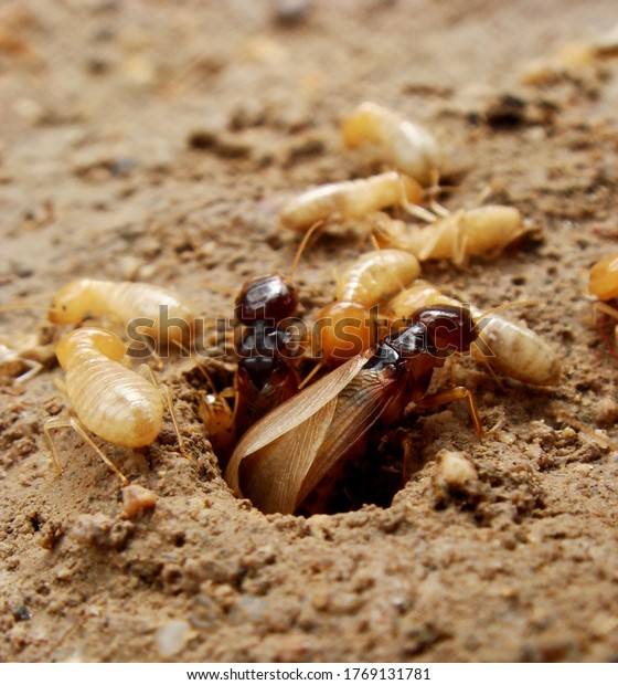 white ants termites nest hole\

