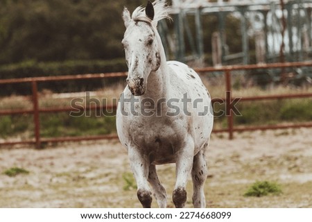 White Appaloosa Quarter Horse in the field