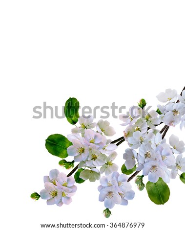 White apple blossoms in front of a blue sky