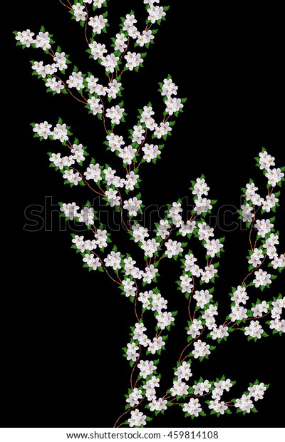 White apple flowers branch isolated on black background