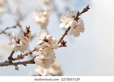 White apricot blossoms. apricot flowers macro photo on blue background. flowering apricot tree in early spring. High quality photo
