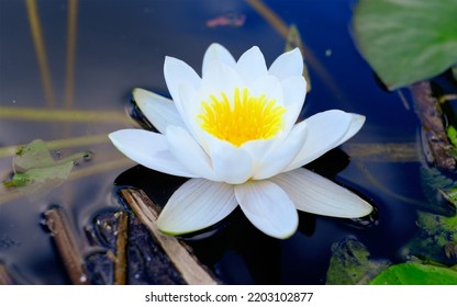 White Aquatic Plant Of The Water Lily Family Floating On The Water Close-up