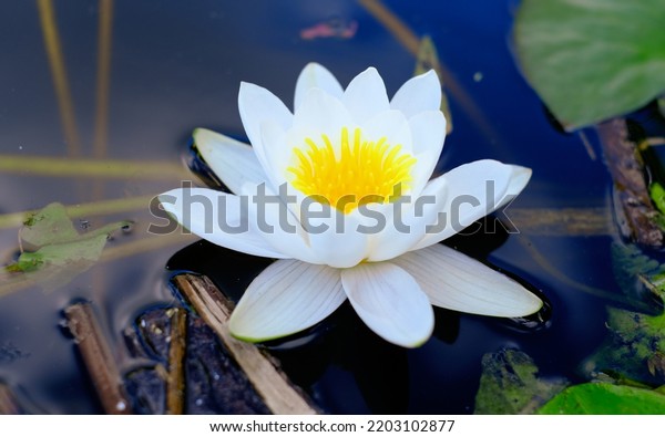 White aquatic plant of the water lily family\
floating on the water\
close-up