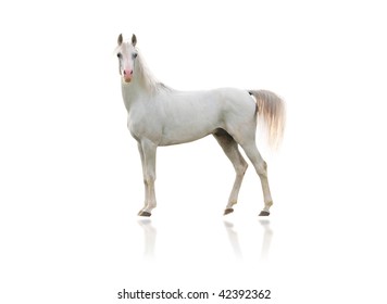 white arab horse