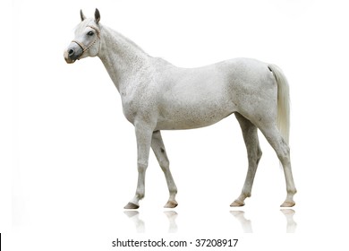 white arab horse isolated on white