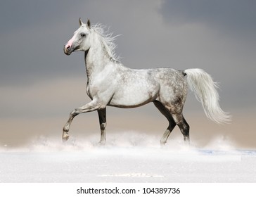 White Arab Horse In The Snow