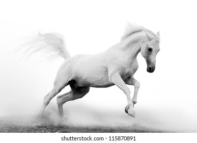 White Arab Stallion In Dust