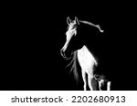 White Arabian black and white fine art photograph 