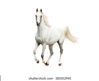 White Arabian Horse Galloping Isolated On White Background