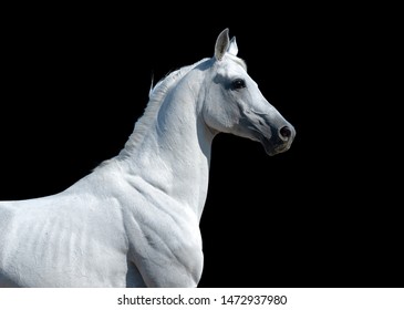 White arabian horse portrait isolated on black background