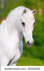 white arabian horse portrait in summer day
