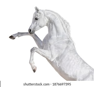 White Arabian horse rearing up. Isolated on white background. 