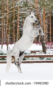 White Arabian Horse Rearing, Winter, Woods, Snow