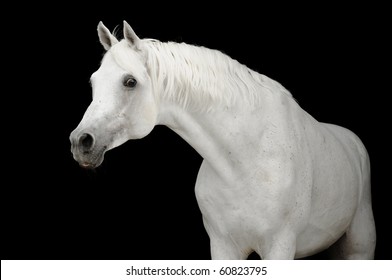 white arabian horse stallion isolated on black