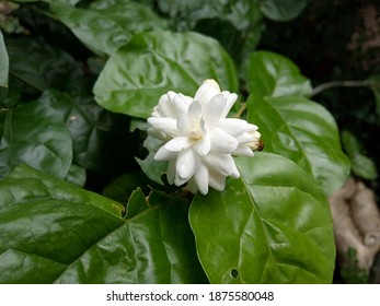 Sampaguita Flower の写真素材 画像 写真 Shutterstock