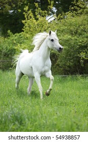 White Arabian Mare Running