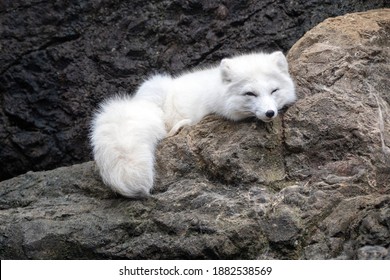 White Arctic Fox resting on a rock