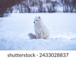 white arctic fox sitting in the snow