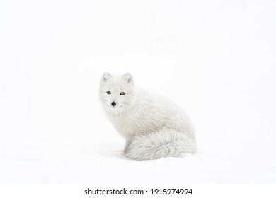 White arctic fox sitting in snow