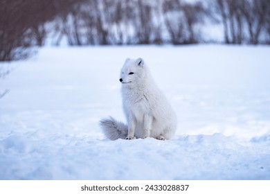 white arctic fox sitting in the snow