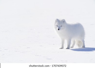 White Arctic Fox Standing On Snow