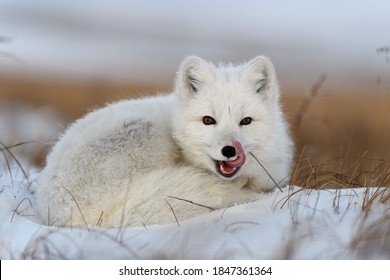 White Arctic Fox (Vulpes Lagopus) Curled Up On Snow In Arctic Tundra. Snow Fox.