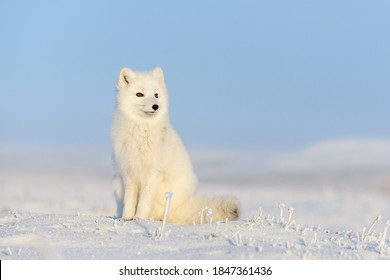 zorro ártico blanco (Vulpes Lagopus) sentado sobre la nieve en la tundra ártica. Fox de Nieve. 