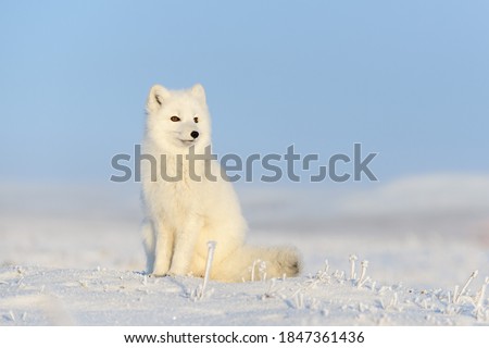 White arctic fox (Vulpes Lagopus) sitting on snow in Arctic tundra. Snow Fox. 