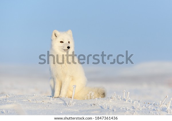 White arctic fox (Vulpes Lagopus) sitting on snow\
in Arctic tundra. Snow Fox.\
