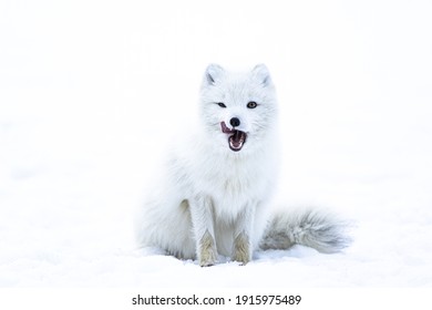 12,276 Polar Fox Images, Stock Photos & Vectors | Shutterstock