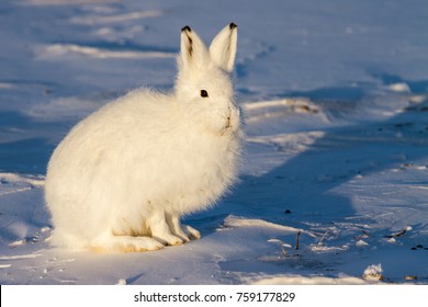 White Arctic Hare In The Snow.