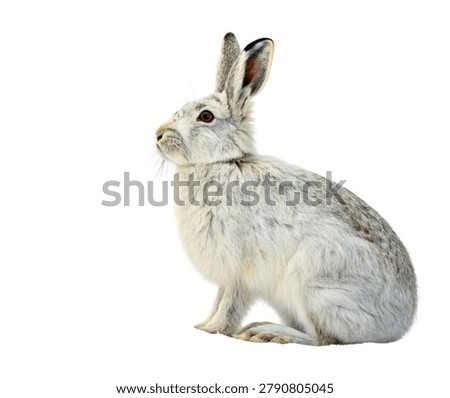 White Arctic Rabbit Sitting Side View, Pure White Bunny with Soft Dense Fur, Isolated on White Background
