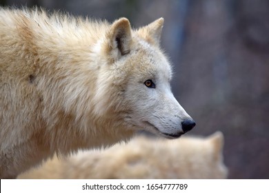 White Arctic Wolf Focus Head Close Up Side View Portrait