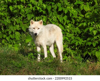 White Arctic Wolf Parc Omega Montreal Stock Photo 2200992515 | Shutterstock