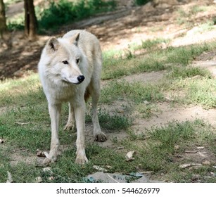 white arctic wolf in a summer forest