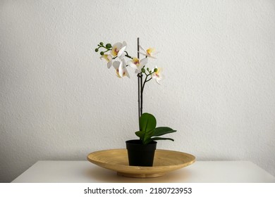 White Artificial Orchid In Pot On White Table Against White Wall. Stylish Home Decor Items