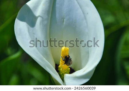 White Arum lily with a Gymetis beetle inside on the yellow spadix.