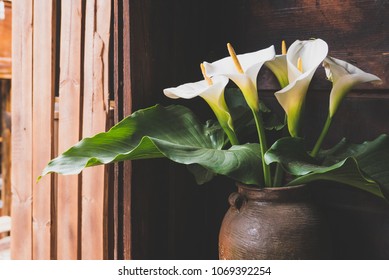 海芋属植物图片 库存照片和矢量图 Shutterstock